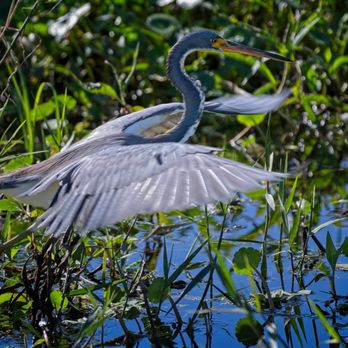 Circle B Bar Reserve - Blue Heron - Hiking Near Me - Lakeland, Florida Circle B Bar Reserve - Blue Heron - Hiking Near Me - Lakeland, Florida