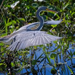 Circle B Bar Reserve - Blue Heron