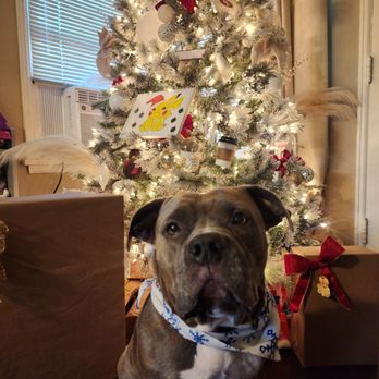 Pupazzo Dog Grooming Xprss - Pet Groomers Near Me - Long Beach, California