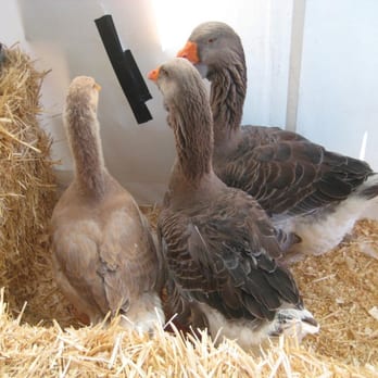Marin County Fair - Heavy Weight Geese - Festivals Near Me - San Rafael, California Marin County Fair - Heavy Weight Geese - Festivals Near Me - San Rafael, California
