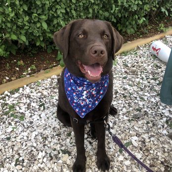 Cape Cod Winery - @Dakota_in_Boston modeling the Cape Cod Winery red white & blue popsicle bandana! - Wineries Near Me - Falmouth, Massachusetts Cape Cod Winery - @Dakota_in_Boston modeling the Cape Cod Winery red white & blue popsicle bandana! - Wineries Near Me - Falmouth, Massachusetts