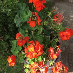 Lo Hornitos de Curacavi - More flowers
