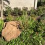 Photo of Elements Tree, Lawn and Shrub