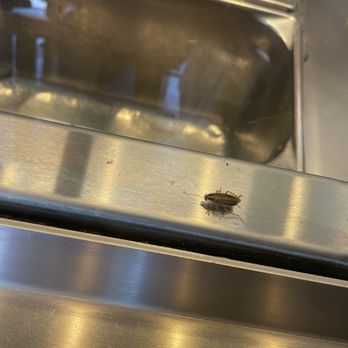 Chipotle Mexican Grill - Roach with the food in the case. They did not stop serving food when I showed them the picture immediately after I took it. - Fast Food Near Me - Sacramento, California Chipotle Mexican Grill - Roach with the food in the case. They did not stop serving food when I showed them the picture immediately after I took it. - Fast Food Near Me - Sacramento, California