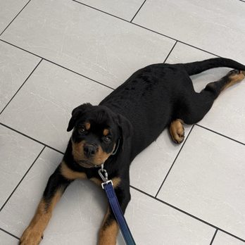 Simmonds Veterinary Hospital - Our new puppy Angus at Simmond's for his first check up and vaccines. - Veterinarians Near Me - Allentown, Pennsylvania Simmonds Veterinary Hospital - Our new puppy Angus at Simmond's for his first check up and vaccines. - Veterinarians Near Me - Allentown, Pennsylvania