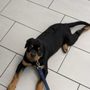 Photo of Simmonds Veterinary Hospital
