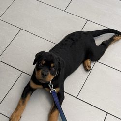 Simmonds Veterinary Hospital - Our new puppy Angus at Simmond's for his first check up and vaccines.