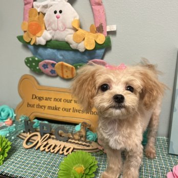 KPC Grooming Salon - Hopping in Spring. Wishing everyone sunshine and rainbows. - Pet Groomers Near Me - Hilo, Hawaii KPC Grooming Salon - Hopping in Spring. Wishing everyone sunshine and rainbows. - Pet Groomers Near Me - Hilo, Hawaii