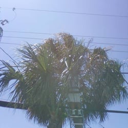 George's Tree & Lawn Service - George immersed in an overgrown palm tree.