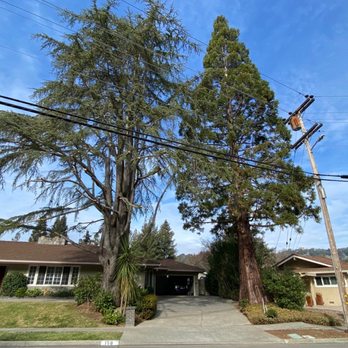 Benavidez - 90 minutes later. - Tree Services Near Me Benavidez - 90 minutes later. - Tree Services Near Me