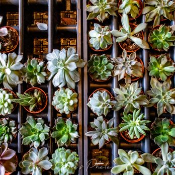 Brattle Square Florist - succulent plants - Florists Near Me - Cambridge, Massachusetts Brattle Square Florist - succulent plants - Florists Near Me - Cambridge, Massachusetts