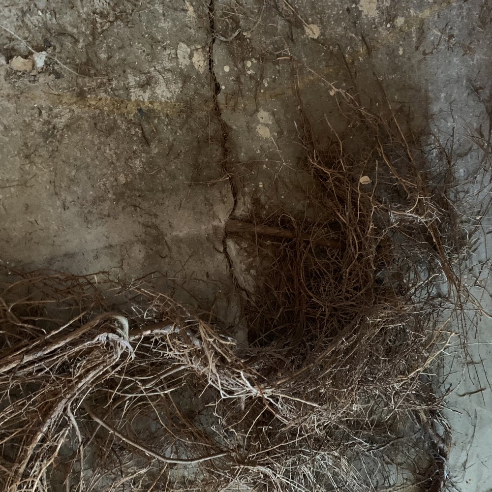 Serranos Hardwood Flooring - The roots all came from one part of the cracked foundation - Flooring Near Me Serranos Hardwood Flooring - The roots all came from one part of the cracked foundation - Flooring Near Me