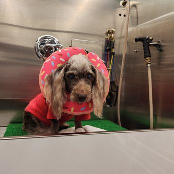 Clean Critters To You - Comfort comes first with Clean Critters To You! - Pet Groomers Near Me - Austin, Texas Clean Critters To You - Comfort comes first with Clean Critters To You! - Pet Groomers Near Me - Austin, Texas