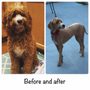 Photo of A Dog Eared Corner Pet Grooming