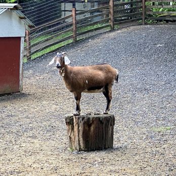 Emerald Valley Inn - One of the three hilarious goats. Such personality! - Hotels Near Me - Port Angeles, Washington