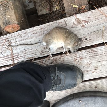 Pest Flex - BIG GUY! A LITTLE LONGER THAN A FOOT (HEAD TO TOE). - Pest Control Near Me Pest Flex - BIG GUY! A LITTLE LONGER THAN A FOOT (HEAD TO TOE). - Pest Control Near Me