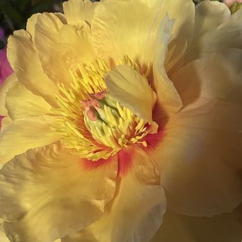 Adelman Peony Gardens - 5 of the flowers, opened up in the car. - Nurseries & Gardening Near Me - Salem, Oregon