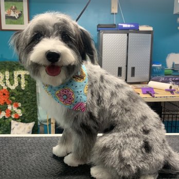 Strut Your Paws Grooming - Pet Groomers Near Me Strut Your Paws Grooming - Pet Groomers Near Me