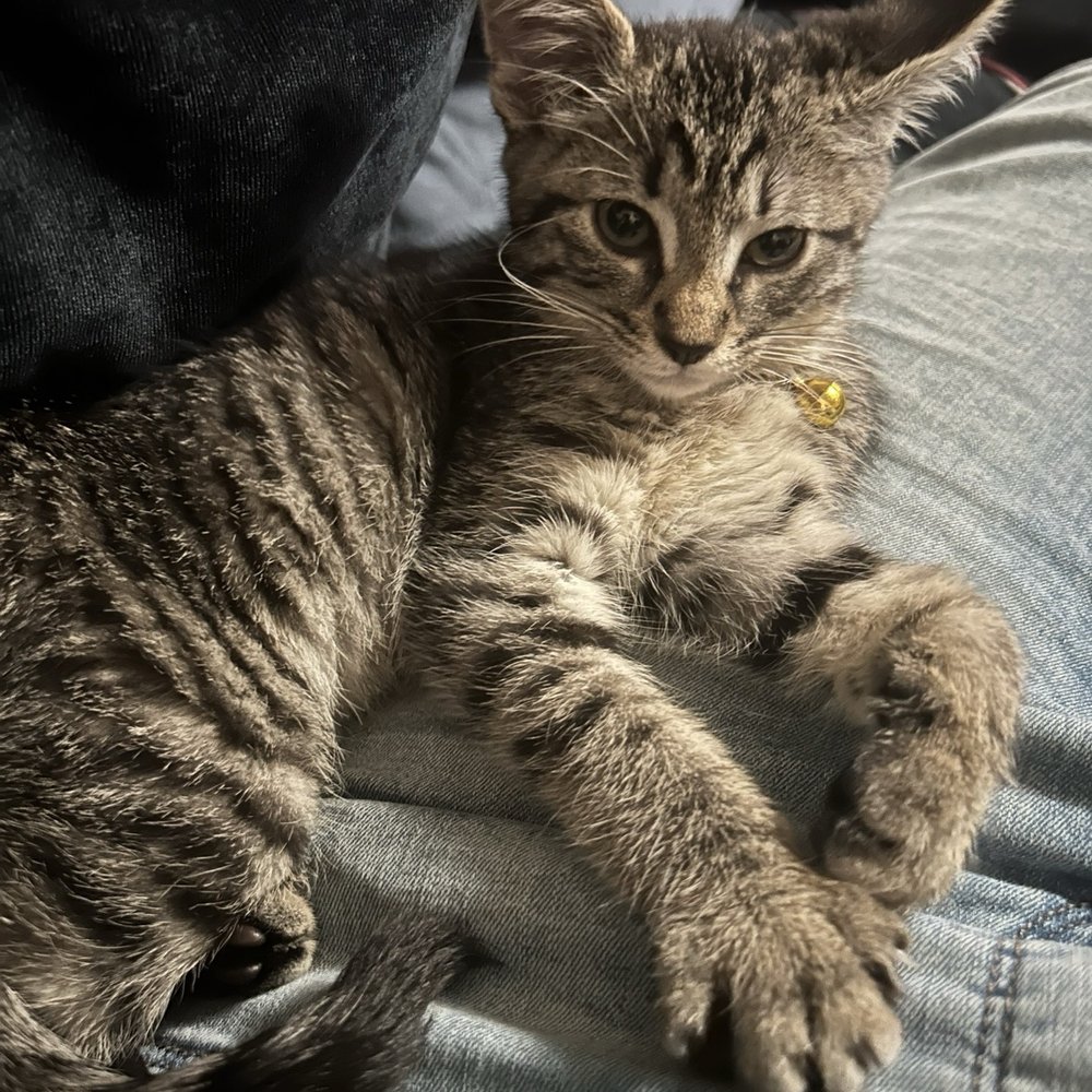 Left door open and unattended, cat escaped for a day. Good cleaning, but pet safety first. Won't use again. Left door open and unattended, cat escaped for a day. Good cleaning, but pet safety first. Won't use again.