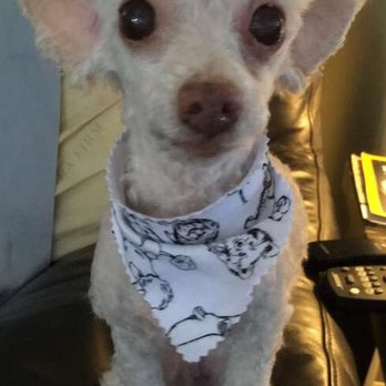 Curbside Clips Mobile Dog Grooming - Pet Groomers Near Me Curbside Clips Mobile Dog Grooming - Pet Groomers Near Me