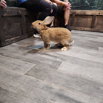Capybara Cafe - Themed Cafes Near Me - St. Petersburg, Florida Capybara Cafe - Themed Cafes Near Me - St. Petersburg, Florida