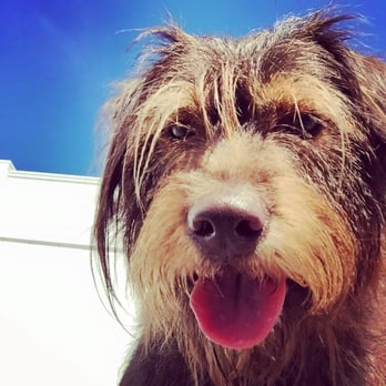 CaNine to Five - Pet Sitting Near Me - Clifton Park, New York CaNine to Five - Pet Sitting Near Me - Clifton Park, New York