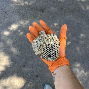 Borderland Pest Control - Honey combs for breakfast - Pest Control Near Me Borderland Pest Control - Honey combs for breakfast - Pest Control Near Me