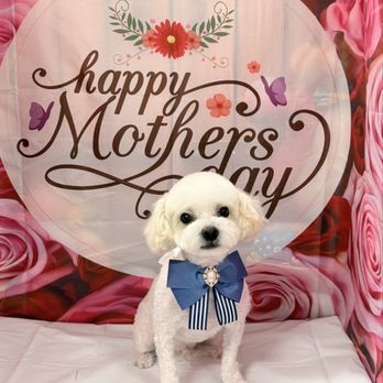 Spoiled Pup - Pet Groomers Near Me - Las Vegas, Nevada Spoiled Pup - Pet Groomers Near Me - Las Vegas, Nevada