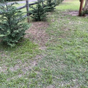 SpringGreen - More - Tree Services Near Me - Irmo, South Carolina SpringGreen - More - Tree Services Near Me - Irmo, South Carolina