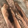 Photo of Advance Tree Service