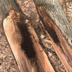 Advance Tree Service - This is why the oak tree next to the house split. It was a good thing my climber got to this when he did