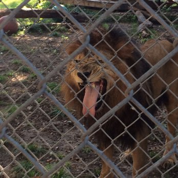 Insync Exotics - Animal Shelters Near Me - Wylie, Texas Insync Exotics - Animal Shelters Near Me - Wylie, Texas