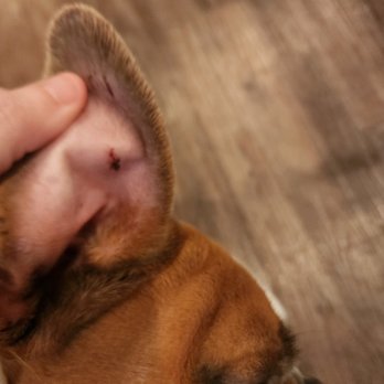 Dallas Pet Den - Pet Sitting Near Me - Dallas, Texas Dallas Pet Den - Pet Sitting Near Me - Dallas, Texas