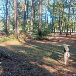 Julien Marx Dog Park - Young lady walking away into the forest