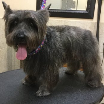 Salty Paws Grooming - Sweet Cairn terrier after her first professional groom. - Pet Groomers Near Me - St. Augustine, Florida