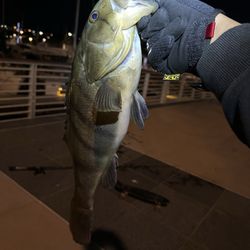 LA Fishing Alliance