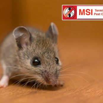MSI Termite & Pest Control - Pest Control Near Me - Fayetteville, Georgia MSI Termite & Pest Control - Pest Control Near Me - Fayetteville, Georgia