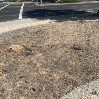 Santiago Tree Service - Tree Services Near Me Santiago Tree Service - Tree Services Near Me