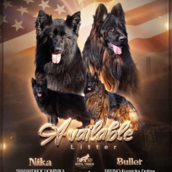 Royal Tribes K9 | German Shepherd Breeder | Los Angeles CA - Pet Breeders Near Me - Yucaipa, California Royal Tribes K9 | German Shepherd Breeder | Los Angeles CA - Pet Breeders Near Me - Yucaipa, California