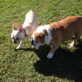 Arbor Dog Park - New doggy friends - Dog Parks Near Me - Los Alamitos, California Arbor Dog Park - New doggy friends - Dog Parks Near Me - Los Alamitos, California