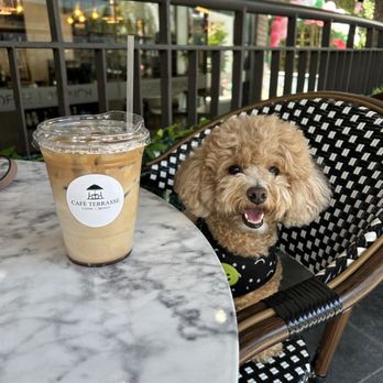 Cafe Terrasse - Sweettea latte & sweet beanie - Breakfast & Brunch Near Me - Los Angeles, California