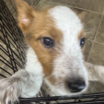 Fur Baby - The one we chose! - Animal Shelters Near Me - Los Angeles, California Fur Baby - The one we chose! - Animal Shelters Near Me - Los Angeles, California