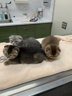 Cat Clinic 142 Lomita Dr Mill Valley Ca Veterinarians Mapquest