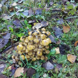 Lago Mulino - Armillaria mellea, più semplicemente chiodini