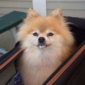 Mrs & Me - Chipmunk, our little Pomeranian loved the vanilla ice cream :) - Ice Cream & Frozen Yogurt Near Me - Kittery, Maine