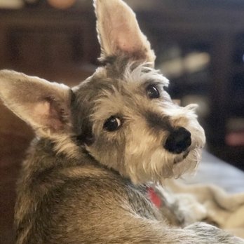 Katy Veterinary Clinic - Putter - Veterinarians Near Me - Katy, Texas