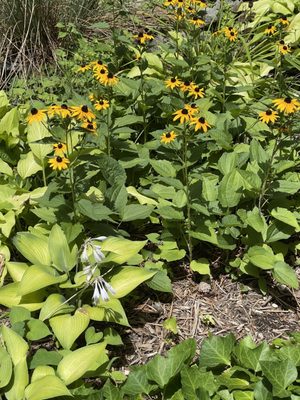 Lola's Farmhouse by null