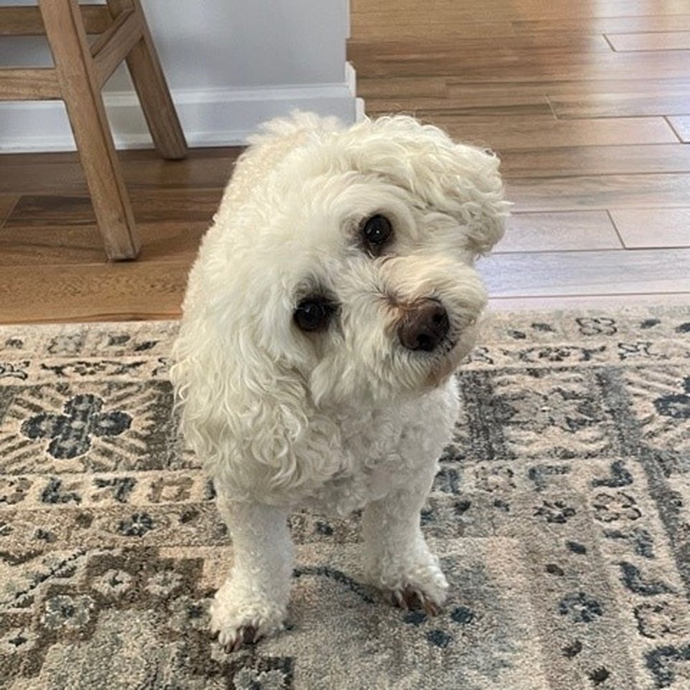 Ocean Walk Pet Sitters - Pet Sitting Near Me Ocean Walk Pet Sitters - Pet Sitting Near Me