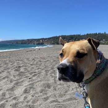 Strutt Your Mutt - Dog Walkers Near Me - San Rafael, California Strutt Your Mutt - Dog Walkers Near Me - San Rafael, California
