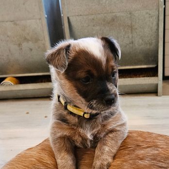 Horizon Heelers - Pet Breeders Near Me